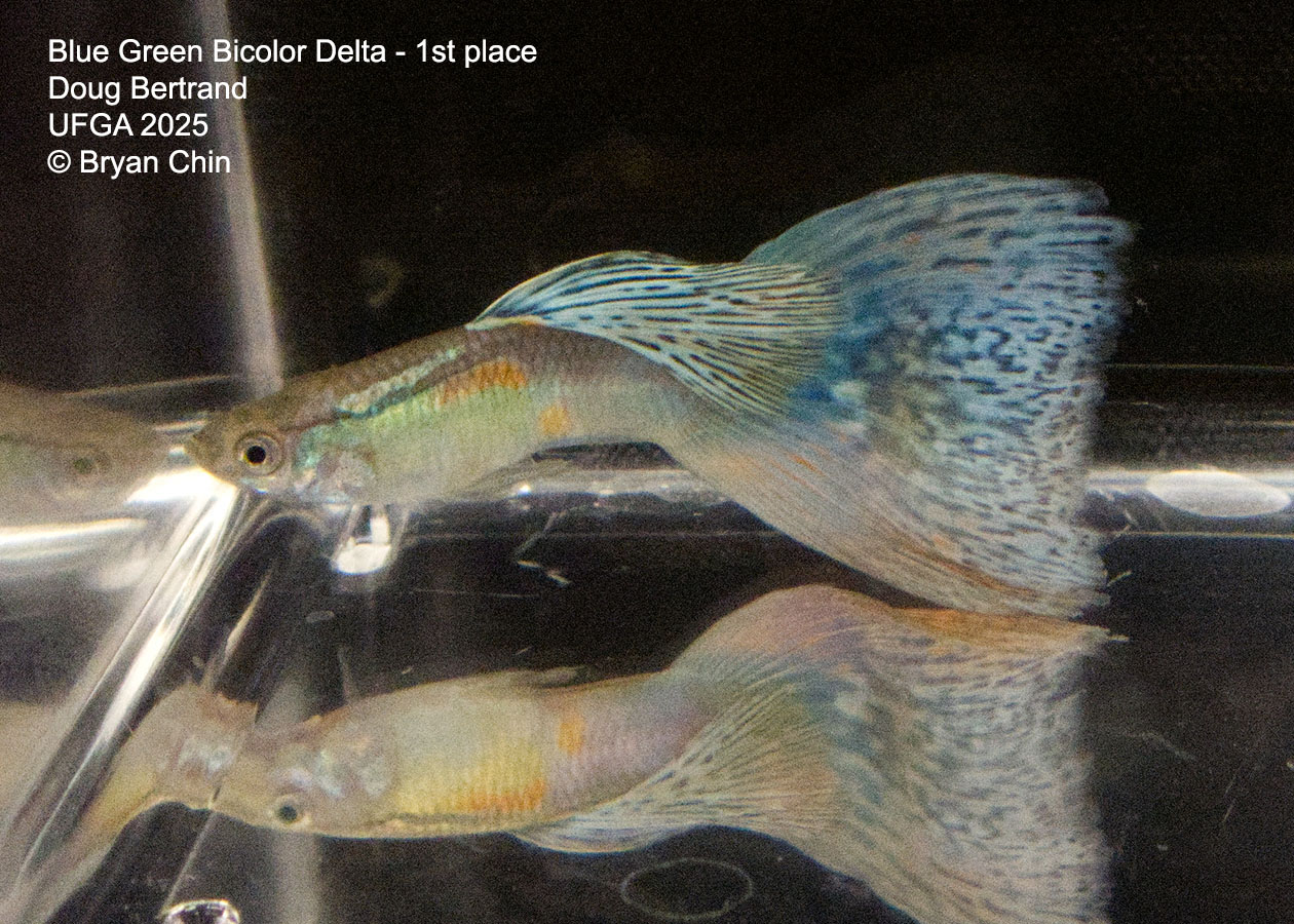 Guppy Blue Green Bicolor
